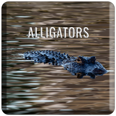 Alligator