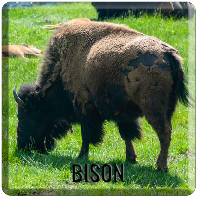 Bison-Focal-Button-Template