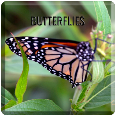 Butterflies-focal-Button-Template