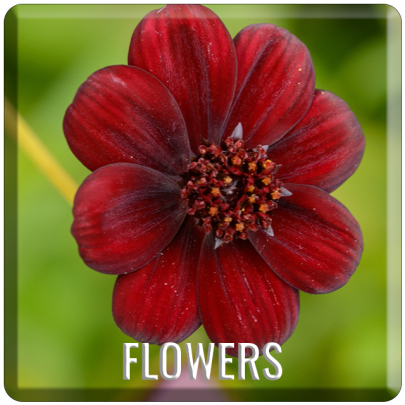 Flowers-Focal-Button-Template-1