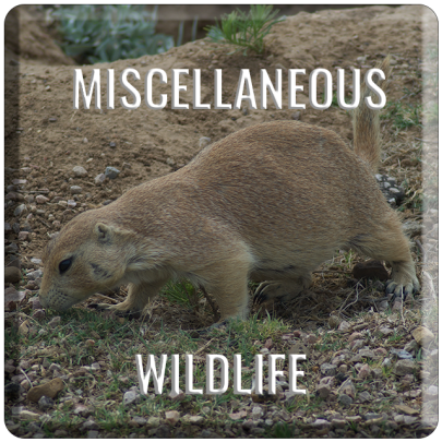 Misc-Wildlife-Focal-Button